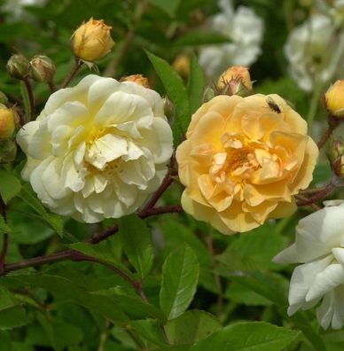 Kletterrose Ghislaine de Feligonde 30-60cm