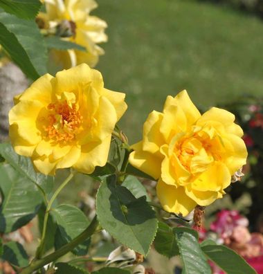 Kletterrose Golden Gate® 30-60cm