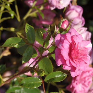 Kletterrose Jasmina® 30-60cm