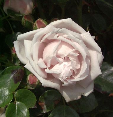 Kletterrose New Dawn 30-60cm