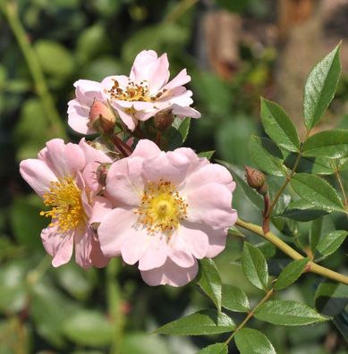 Kletterrose Open Arms 30-60cm