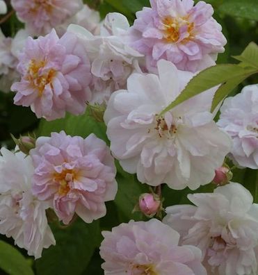 Kletterrose Pauls Himalaya Musk 30-60cm