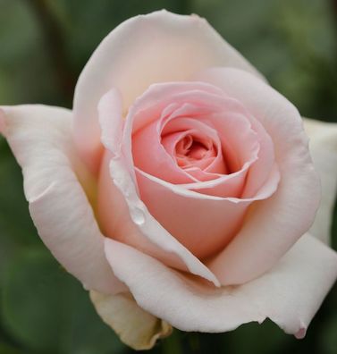 Kletterrose Penny Lane® 30-60cm