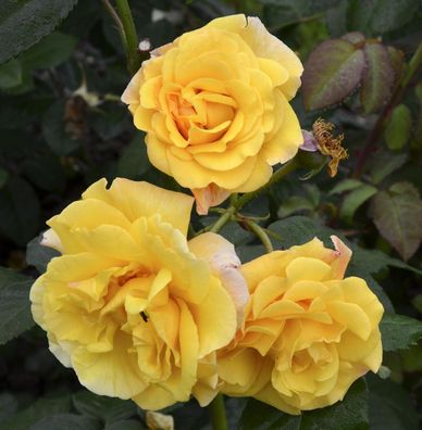 Strauchrose Postillion® 30-60cm