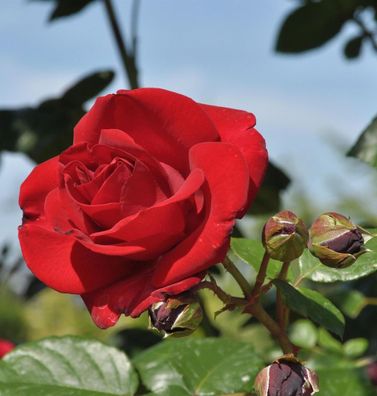 Kletterrose Santana® 30-60cm