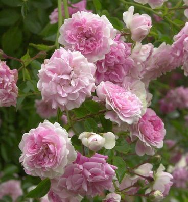 Kletterrose Super Dorothy® 30-60cm