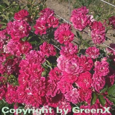 Kletterrose Super Excelsa® 30-60cm