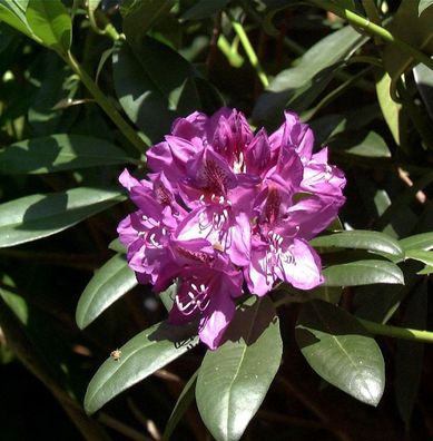 Großblumige Rhododendron Blue Print 30-40cm - Alpenrose
