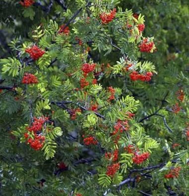 Eberesche Dodong 125-150cm - Sorbus Dodong