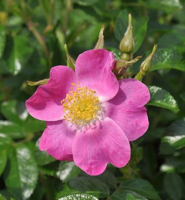 Floribundarose Roselina 30-60cm