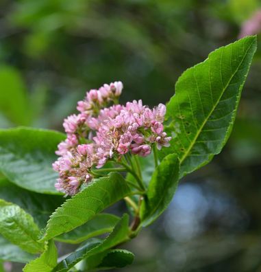 Zwerg Mehlbeere 80-100cm - Sorbus chamaemespilus