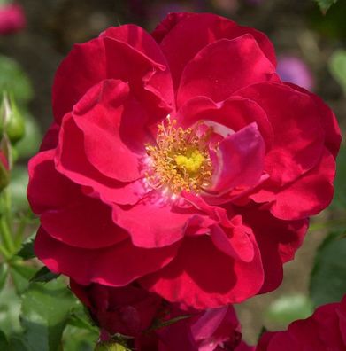 Kletterrose Rosengarten Zweibrücken 30-60cm