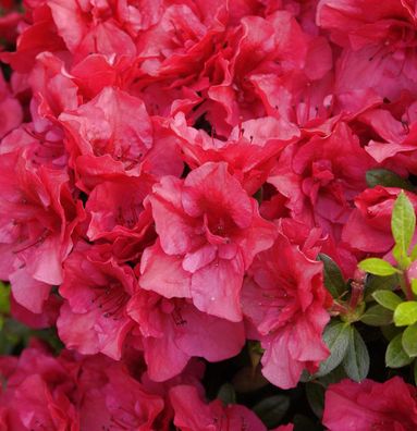 Rhododendron Kaminduft 25-30cm - Rhododendron viscosum