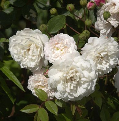 Kletterrose Felicite et Perpetue 30-60cm