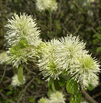 Großer Federbuschstrauch 60-80cm - Fothergilla major
