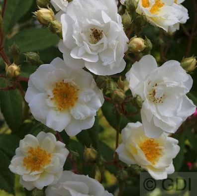 Kletterrose Filipes Kiftsgate 30-60cm