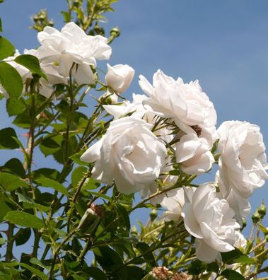 Kletterrose Hella 30-60cm