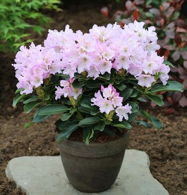 Großblumige Rhododendron Dufthecke lila 30-40cm - Alpenrose