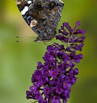 Schmetterlingsstrauch Buzz Midnight 20-30cm - Buddleja