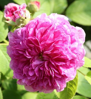 Kletterrose Russelliana 30-60cm