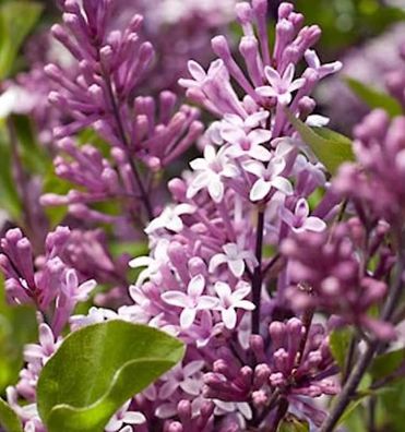 Zwergflieder Meyers Palibin 20-30cm - Syringa meyeri
