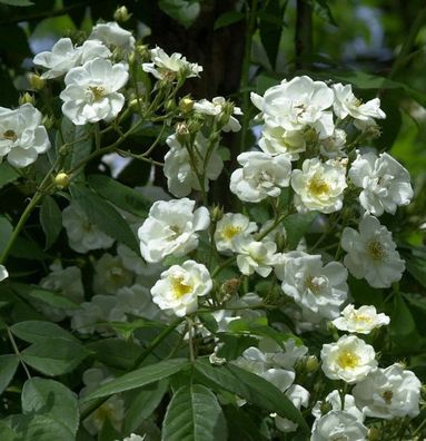 Kletterrose Seagull 30-60cm