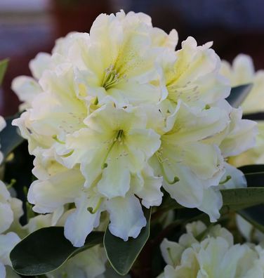 Großblumige Rhododendron Dufthecke Gelb® 30-40cm - Alpenrose
