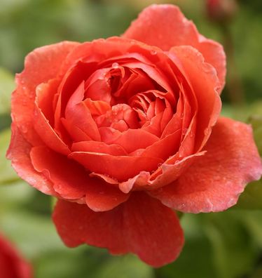 Englische Rose Summer Song® 30-60cm