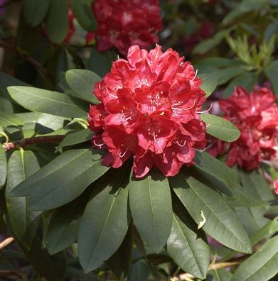 Großblumige Rhododendron Elizabeth 30-40cm - Alpenrose
