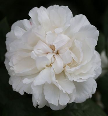 Englische Rose Winchester Cathedral® 30-60cm