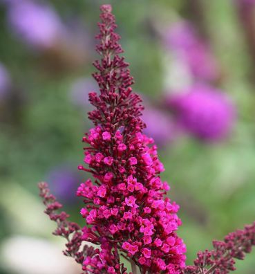 Schmetterlingsstrauch Buzz Hot Raspberry 30-40cm - Buddleja