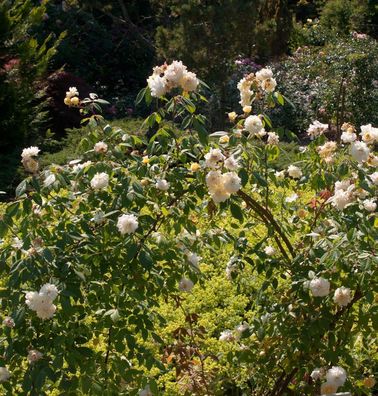 Kletterrose Malvern Hills 30-60cm