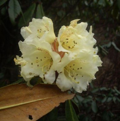 Alpenrose lepidostylum 20-25cm - Rhododendron lepidostylum