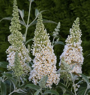 Schmetterlingsstrauch Ivory 30-40cm - Buddleja