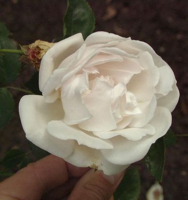 Kletterrose Auguste Gervaise 30-60cm