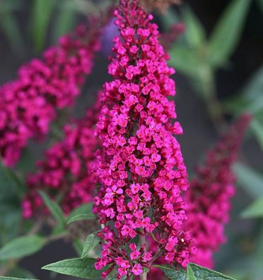 Schmetterlingsstrauch Buzz Velvet 30-40cm - Buddleja