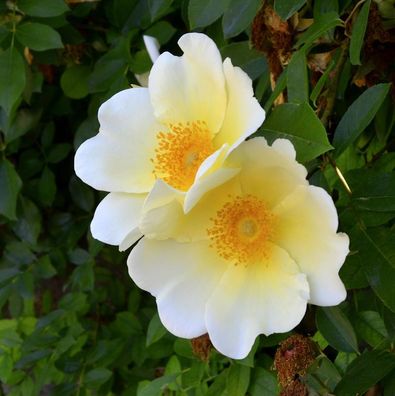 Kletterrose Mermaid 30-60cm