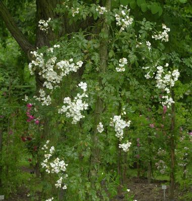 Kletterrose Sanders White Rambler 30-60cm