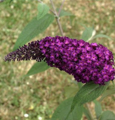 Schmetterlingsstrauch Buzz Wine 30-40cm - Buddleja