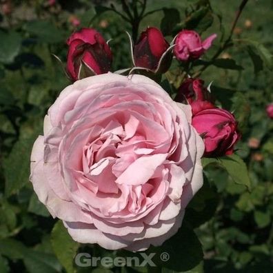 Gourmet Rose Dieter Müller® 30-60cm