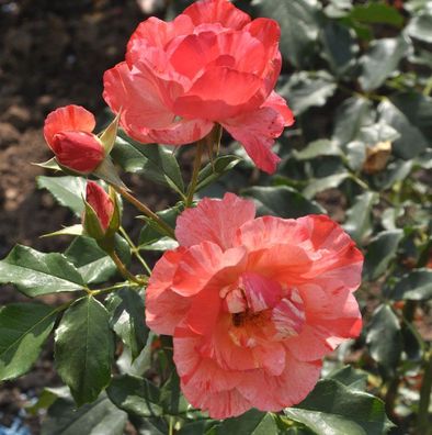 Malerrose Grimaldi® 30-60cm