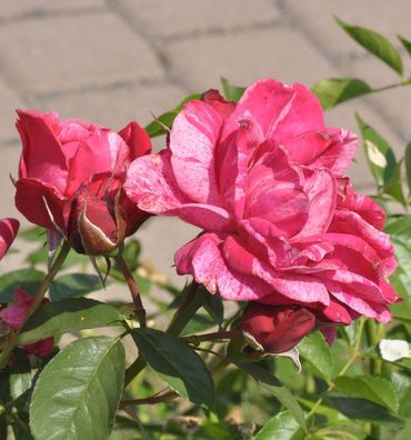 Malerrose Henri Matisse® 30-60cm