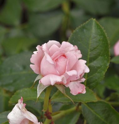 Delbard Rose La Rose de Molinard® 30-60cm