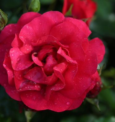 Hochstamm Rose Gärtnerfreude® 60-80cm