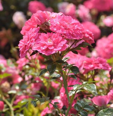 Hochstamm Rose Knirps 60-80cm