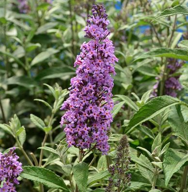 Zwerg Hänge Sommerflieder Little Lila 30-40cm - Buddleja