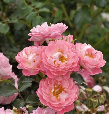 Hochstamm Rose Charmant 60-80cm