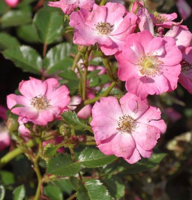 Hochstamm Rose Lupo 60-80cm