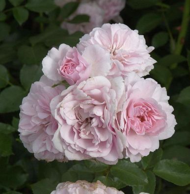 Hochstamm Rose Bonica® 80-100cm