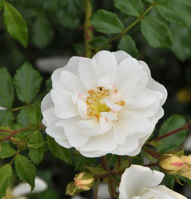 Hochstamm Rose Diamant® 80-100cm